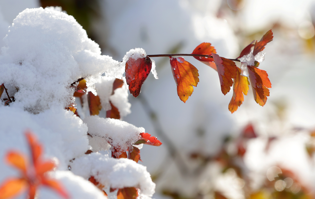 Herbstliches Blattwerk mit Schnee und Eis überzogen
