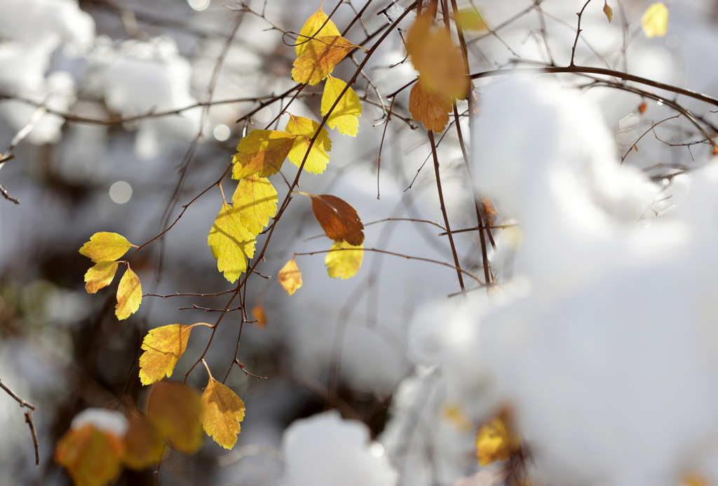 Herbstliches Blattwerk mit Schnee und Eis überzogen