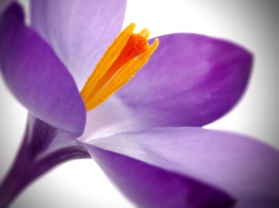 krokos-bluete-blume-natur-foto-luger krokos-bluete-blume-natur-foto-luger