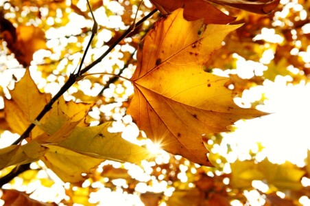 herbst-blaetter-herbstzeit-foto-luger herbst-blaetter-herbstzeit-foto-luger